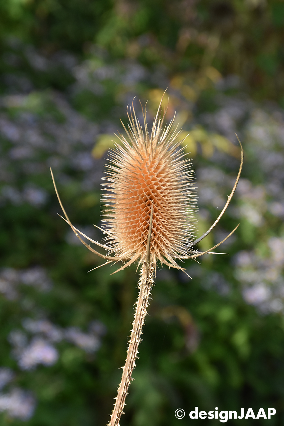 fotografie Rotterdamse parken Botanische tuin